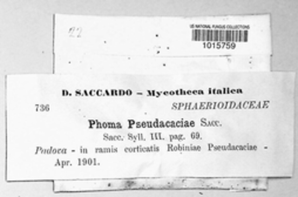 Phomopsis petiolorum image